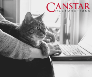 Cat Sitting on Owners Lap in Front of Laptop