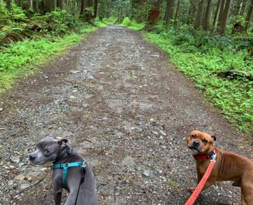 Two dogs walk in the road and seeing 